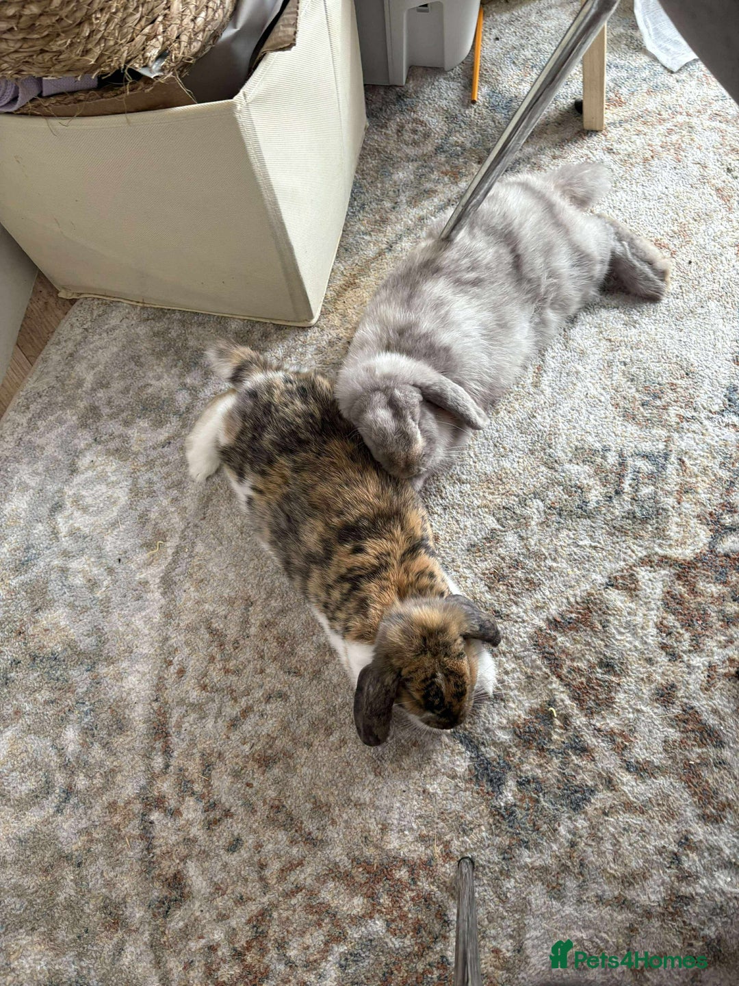 Dwarf Lop rabbits for sale: 2 Dwarf lop x mini lop rabbits  - Image 1