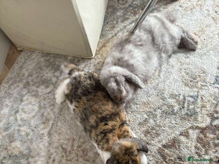 Dwarf Lop rabbits for sale - Advert 1