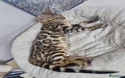 Bengal cats for sale: READY REDUCED TICA Genetic/Health Tested Bengals - Image 24