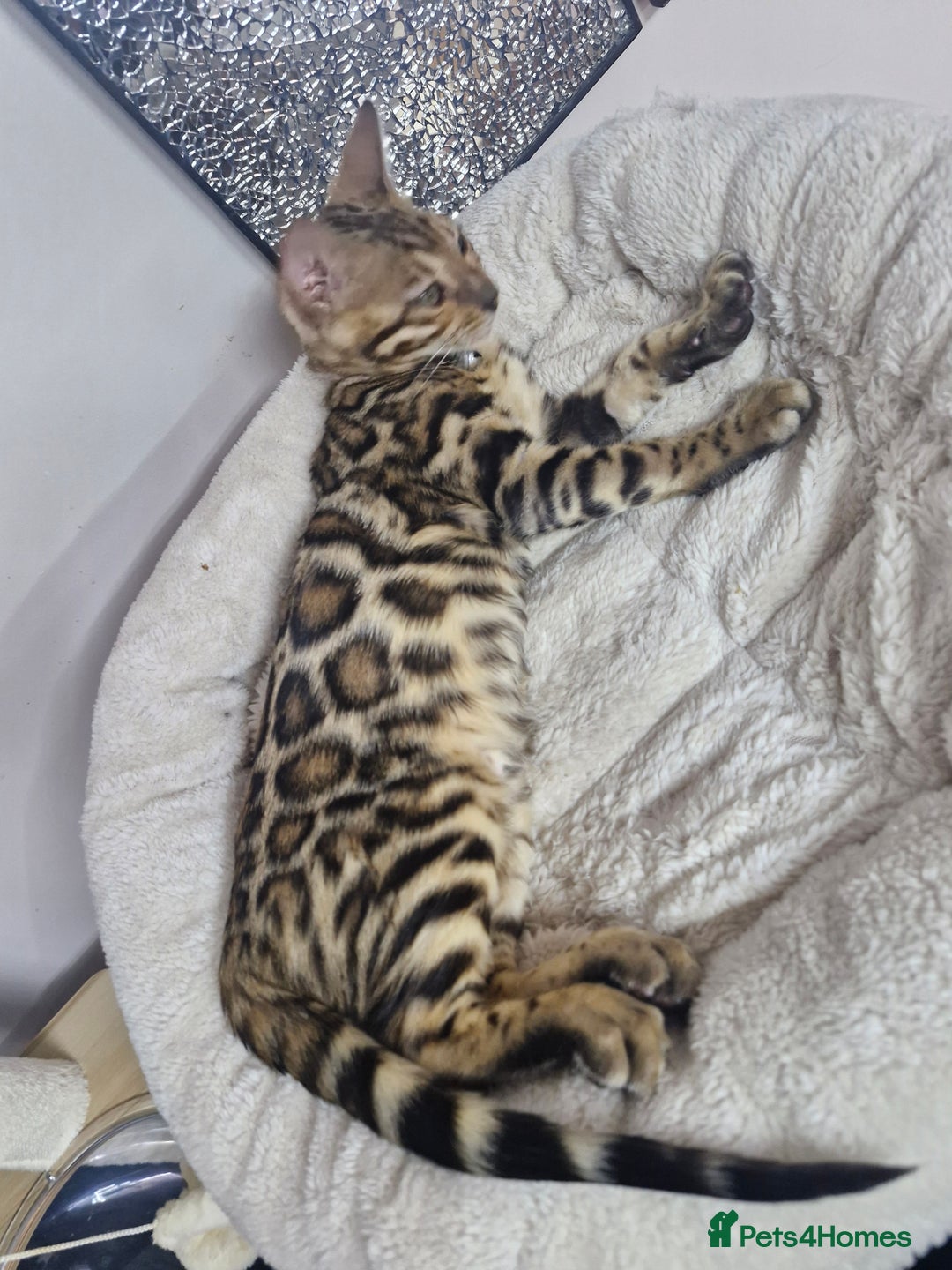 Bengal cats for sale: READY REDUCED TICA Genetic/Health Tested Bengals - Image 24