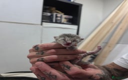 Ragdoll cats for sale: 4 female kittens  - Image 9