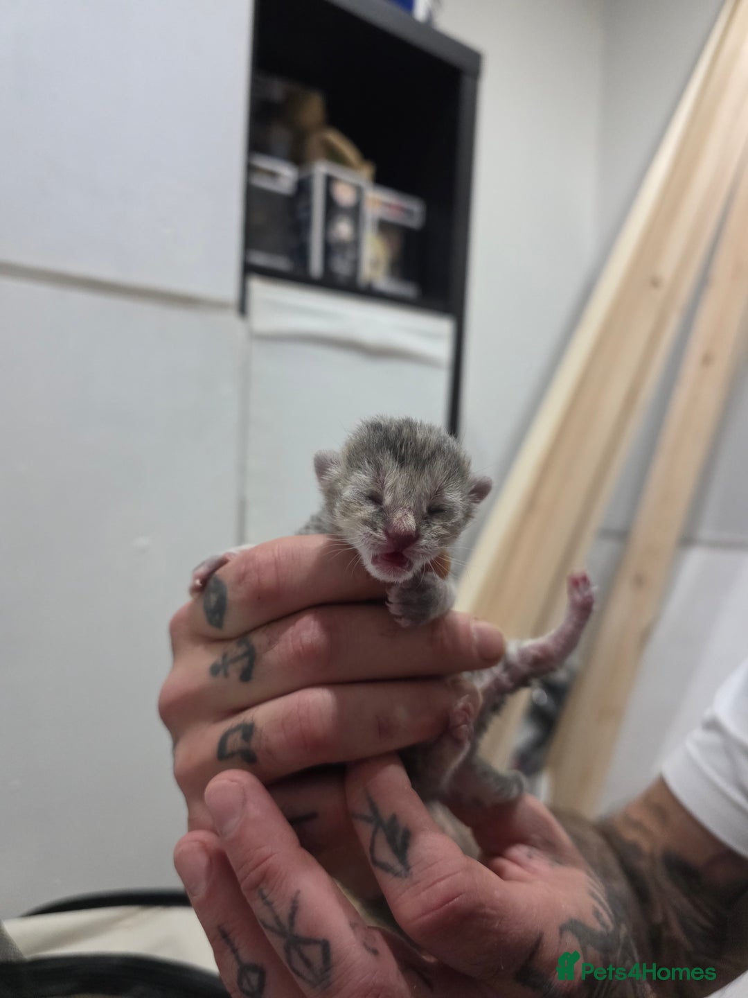 Ragdoll cats for sale: 4 female kittens  - Image 9