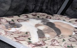 British Shorthair cats for sale: British shorthair kittens a rainbow of colours 😍 - Image 17