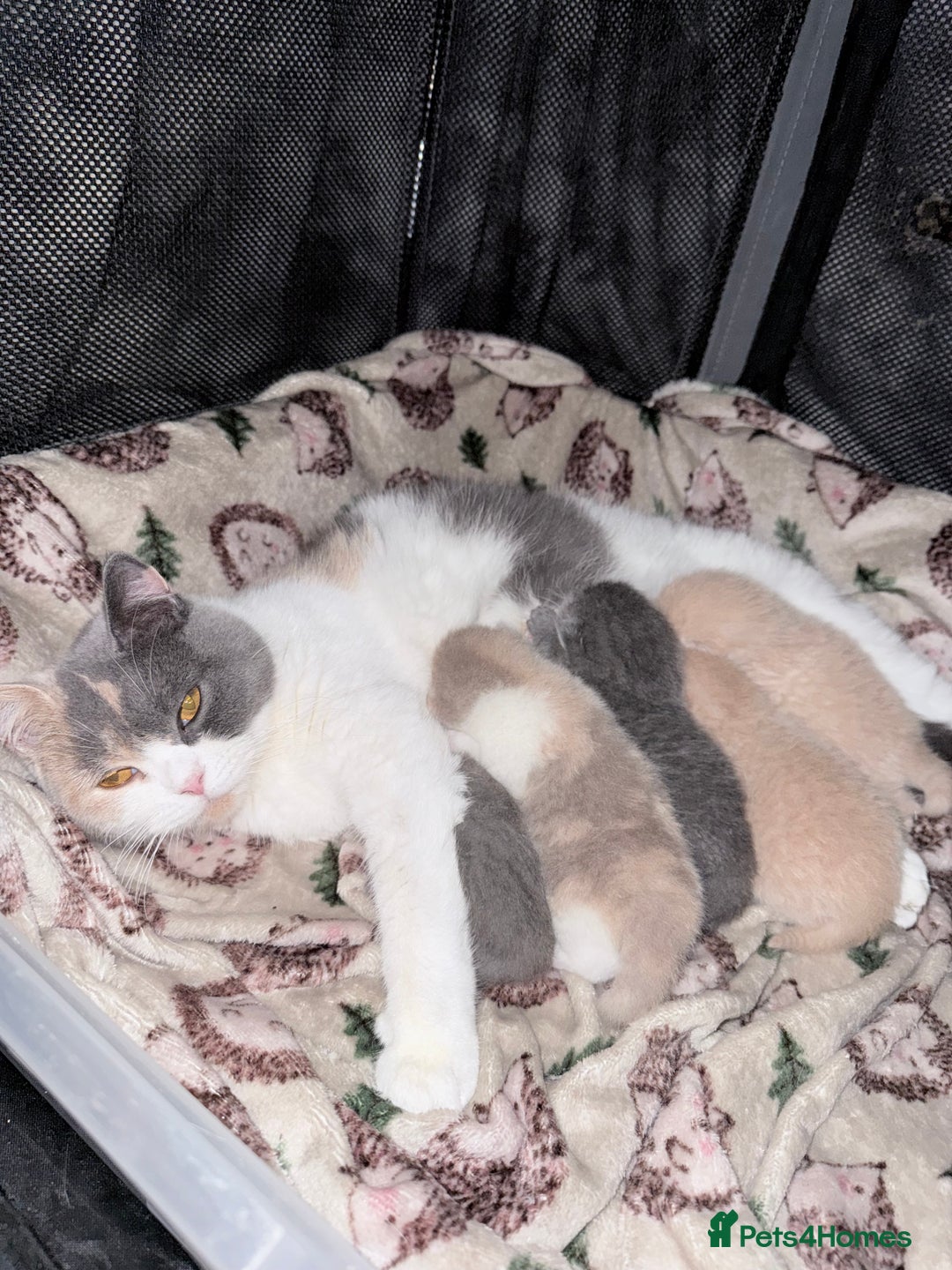 British Shorthair cats for sale: British shorthair kittens a rainbow of colours 😍 - Image 17