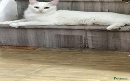 Turkish Angora cats for sale: Cat for sale  - Image 2