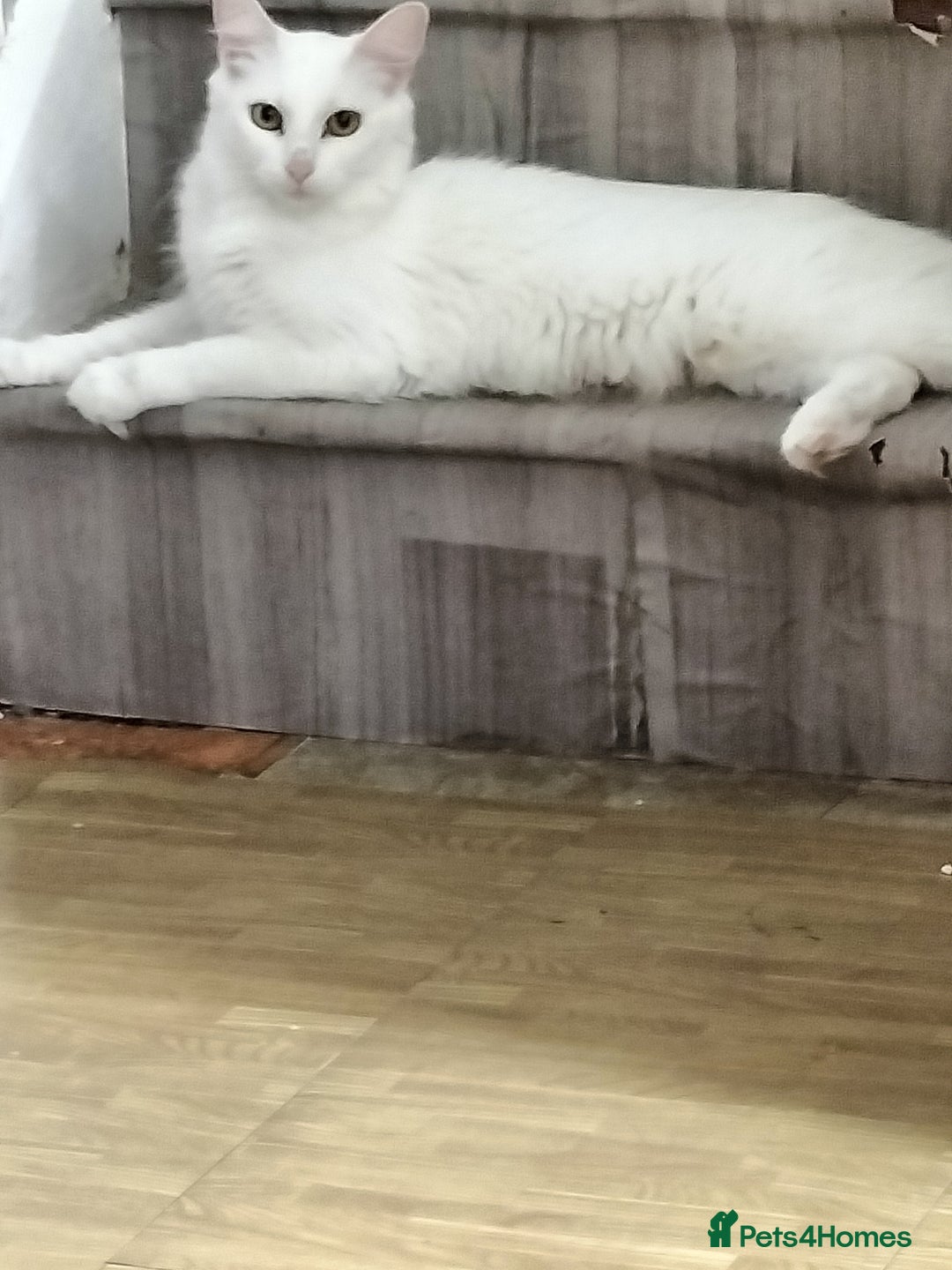 Turkish Angora cats for sale: Cat for sale  - Image 2