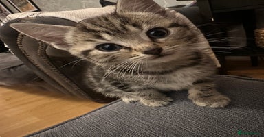 Mixed Breed cats - Advert 12