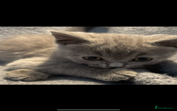 British Shorthair cats for sale: British shorthair kittens - Image 6