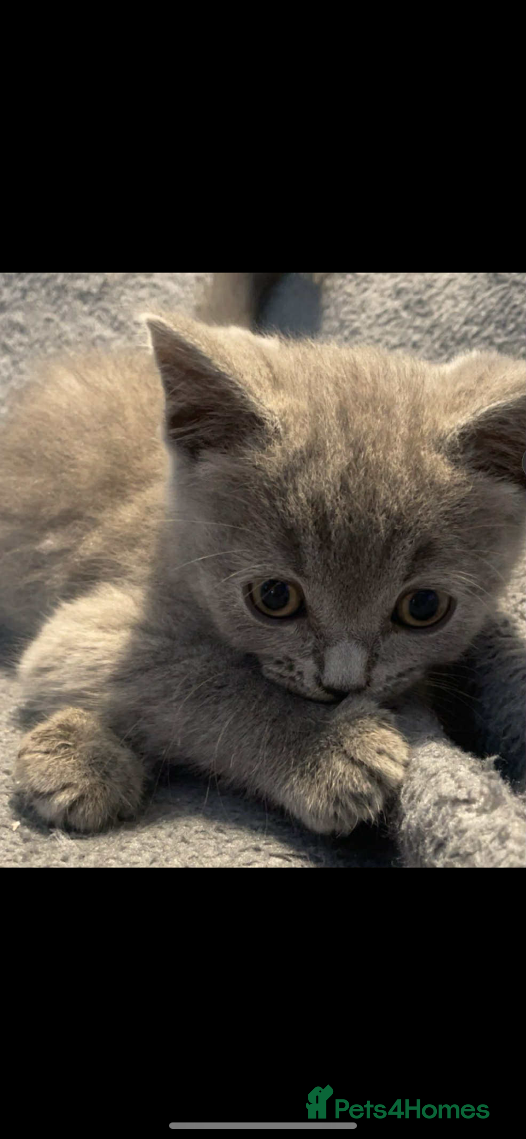 British Shorthair cats for sale: British shorthair kittens - Image 6