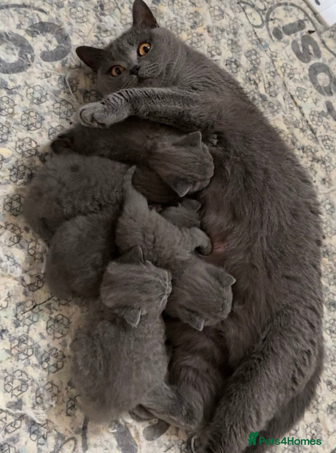British Shorthair cats for sale: 5 Star BSH Litter GCCF Registered  - Image 6