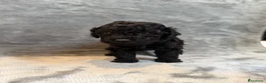 Cavapoochon Puppy 5