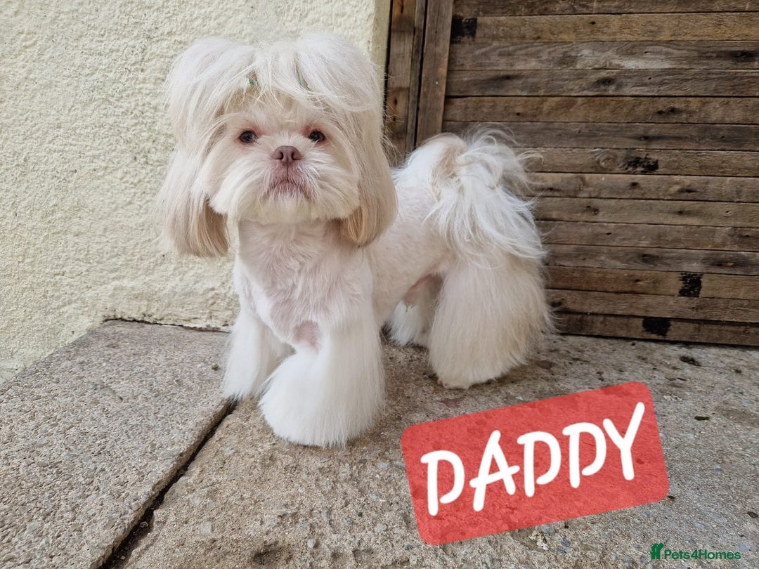 Shih Tzu dogs for sale: KC IMPERIAL SHISH TZU - Image 14