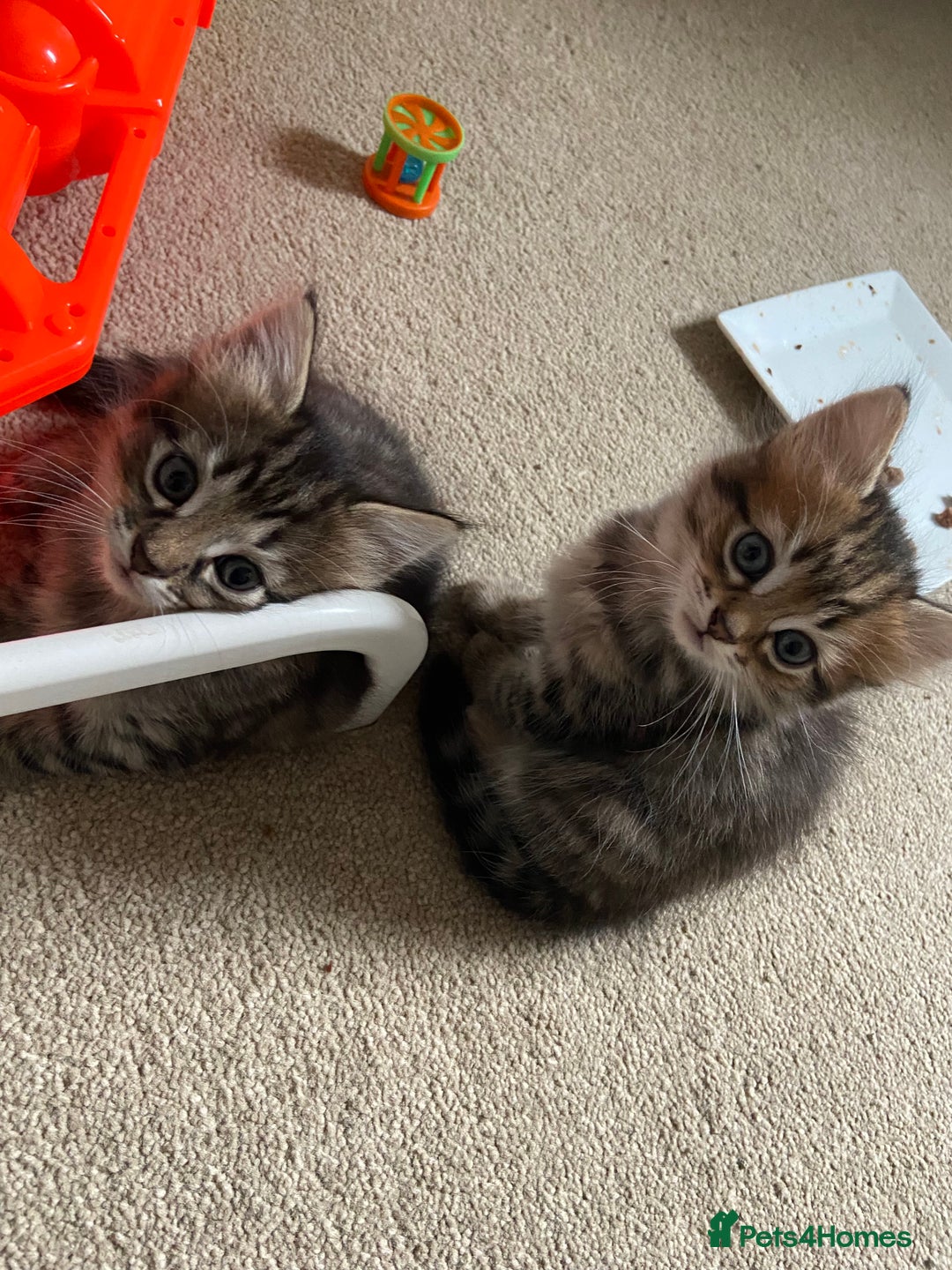 Mixed Breed cats for sale: Gorgeous tabby kittens (ONLY 1 LEFT) - Image 25