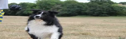 Border Collie dogs for stud: ISDS&KC Fully Tested Border Collie for Stud - Advert 2