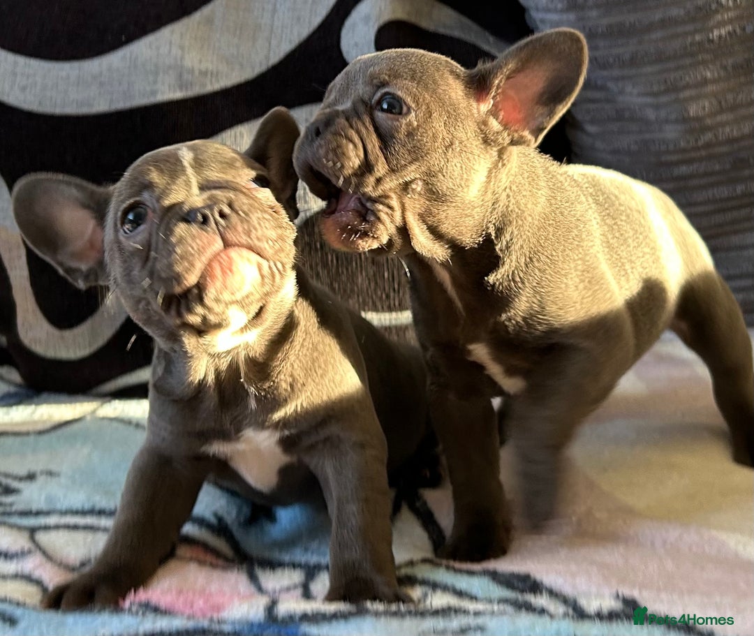 French Bulldog dogs for sale: 4 Solid Blue French Bulldog Girls - Advert 10