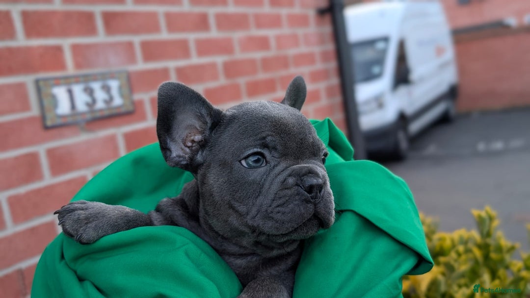 French Bulldog dogs for sale: Stunning French bulldog puppies 🐕 - Image 10