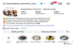 Toy Poodle dogs for stud: 🔥One-in-a-Million Asian ☕️ toy poodle DNA Stud🧸 in Thetford - Image 2