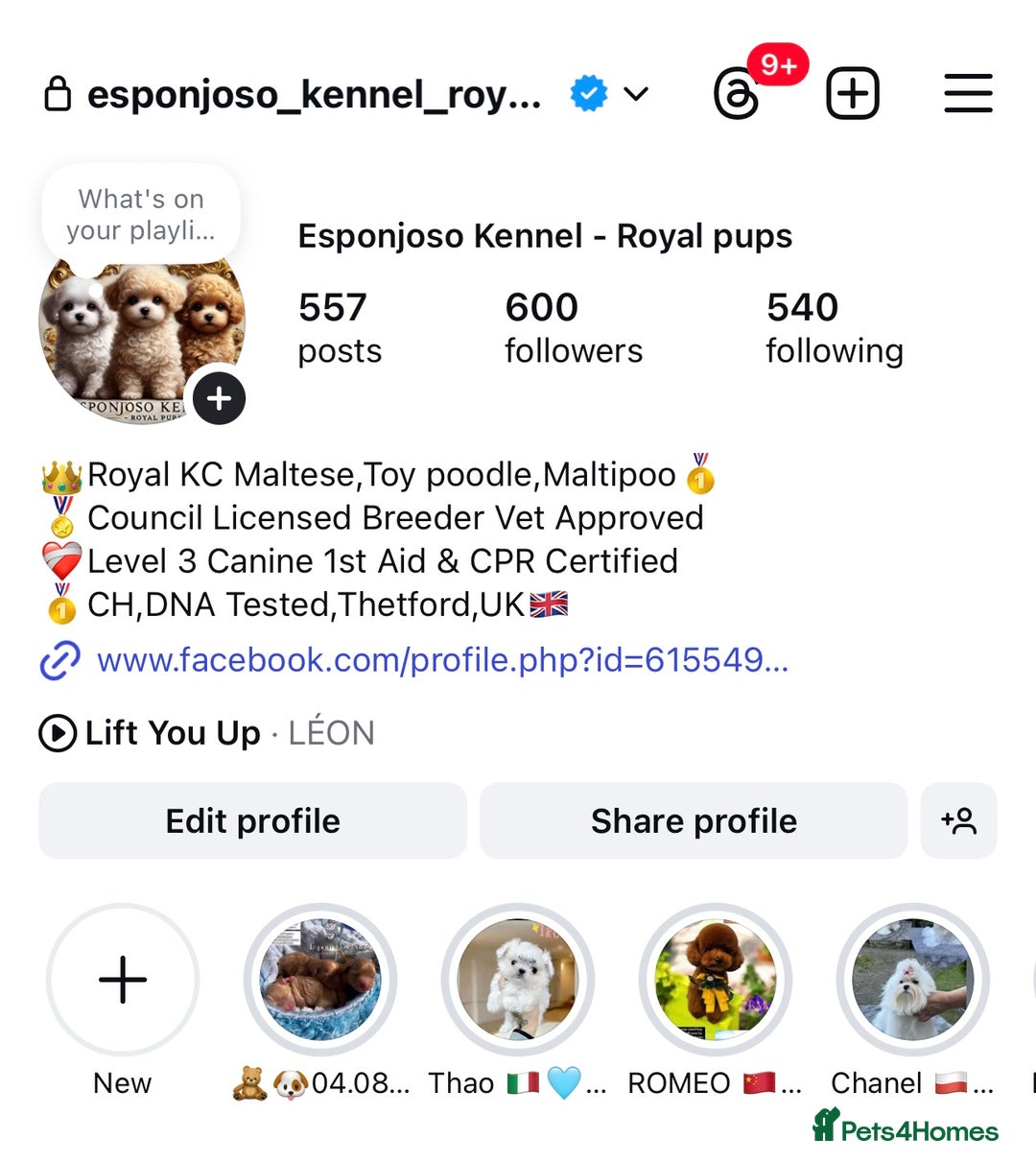 Toy Poodle dogs for stud: 🔥One-in-a-Million Asian ☕️ toy poodle DNA Stud🧸 in Thetford - Image 2