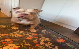 American Bully dogs for stud: ****BEAUTIFUL STUD**** - Image 5