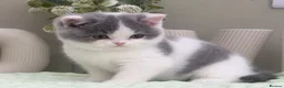 British Shorthair cats for sale: Beautiful British Kittens - Advert 13