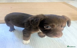 Mixed Breed dogs for sale: Adorable puppies ready 11/10 - Image 1