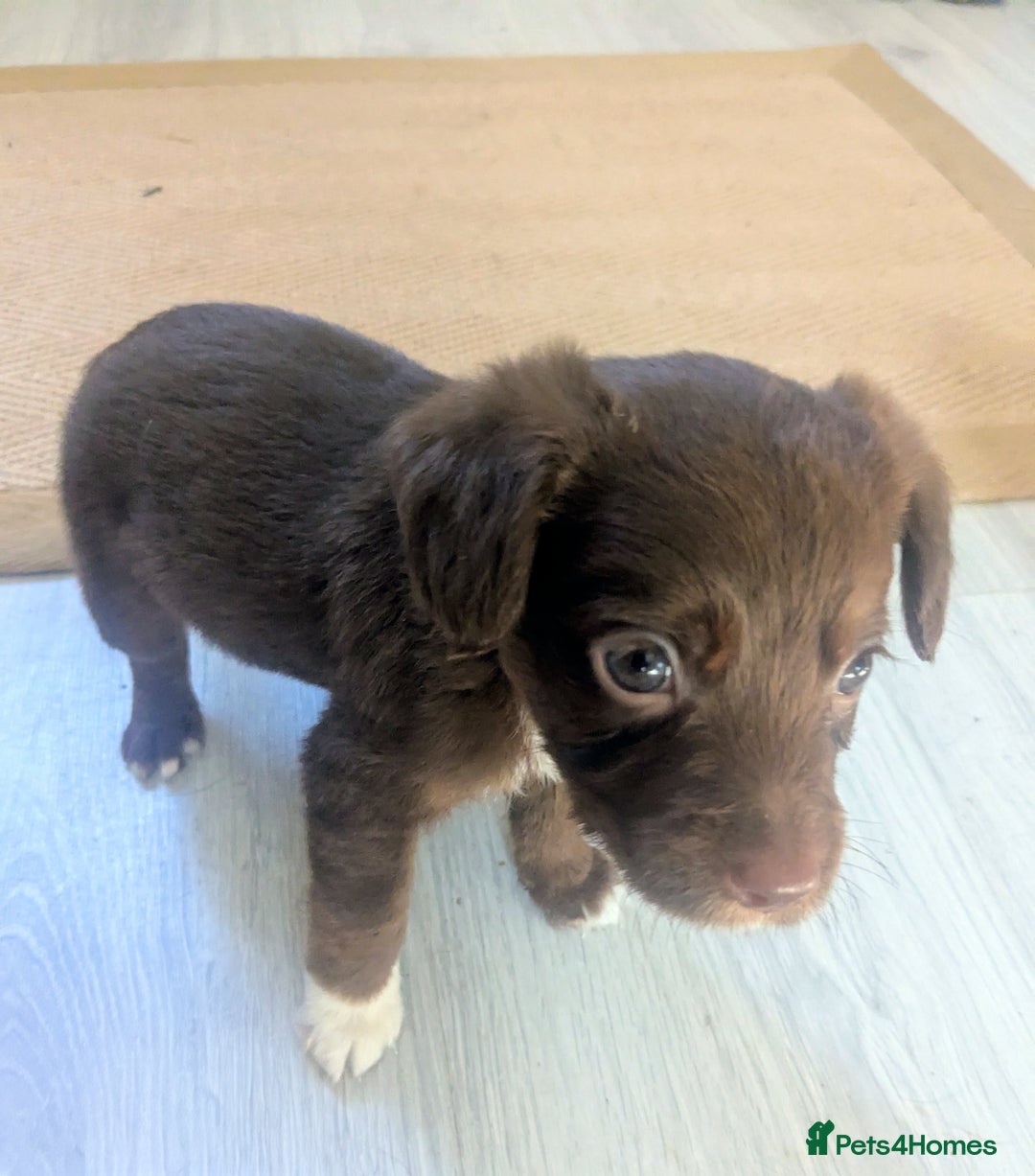 Mixed Breed dogs for sale: Adorable puppies ready 11/10 - Image 1