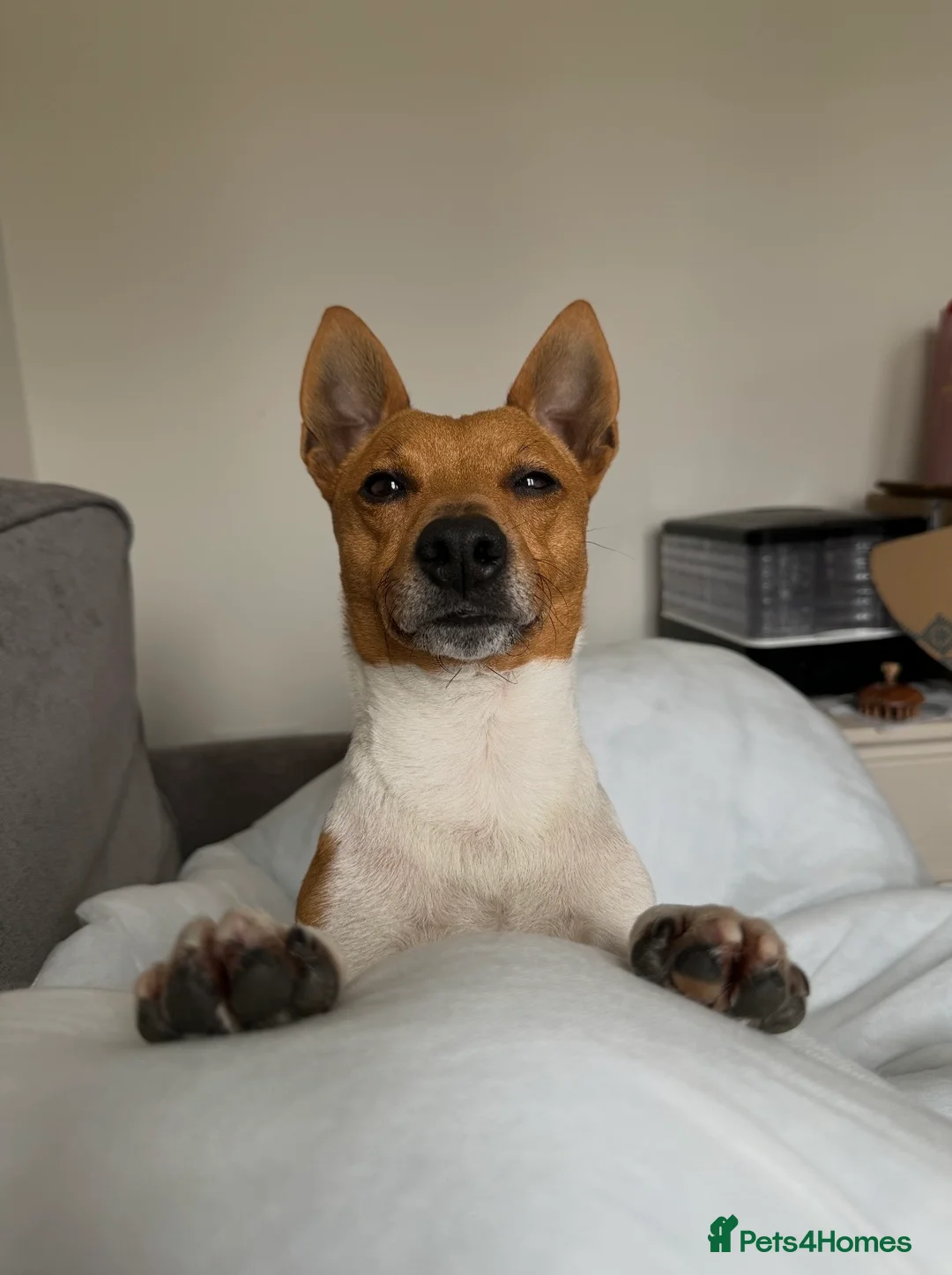 Jack Russell dogs for stud: Jack Russel for stud  - Advert 3