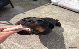 Rottweiler dogs for sale: Stella - Image 3