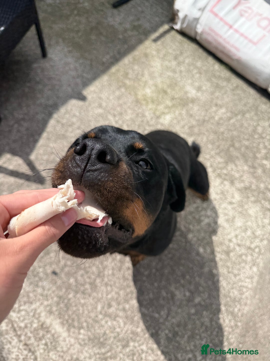 Rottweiler dogs for sale: Stella - Image 3