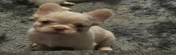 French Bulldog dogs for sale: Visual fluffy french bulldogs in Newcastle upon Tyne - Advert 8