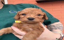 Cockapoo dogs for sale: 7 beautiful miniature cockapoos  - Image 14