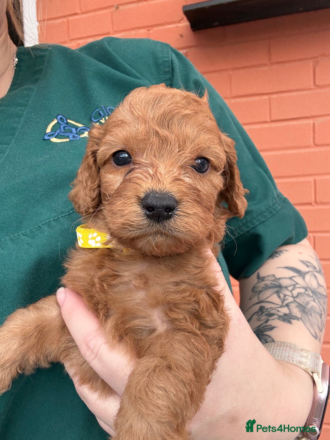 Cockapoo dogs for sale: 7 beautiful miniature cockapoos  - Image 14