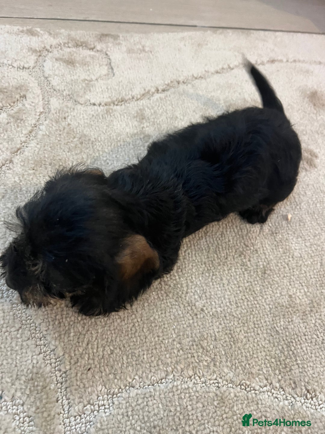 Dachshund dogs for sale: Miniature soft haired teckel dachshunds  - Advert 13