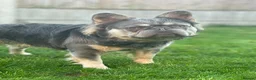 French Bulldog dogs for stud: Ernie - Advert 9