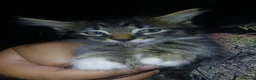 Mixed Breed cats for sale: 🩷 Tabby Kittens 🩷 - Advert 10