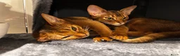Abyssinian cats for sale: Champion line  - Advert 19