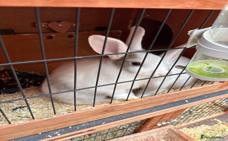 Mixed Breed rabbits - Advert 1