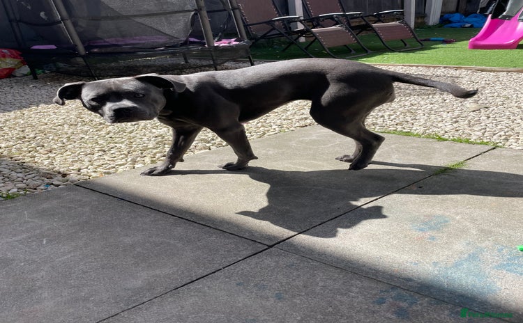 Staffordshire Bull Terrier dogs for sale in Sutton-in-Ashfield - Advert 2
