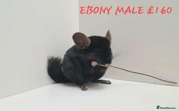 Chinchilla rodents for sale: STUNNING BABIES CHINCHILLA MIX COLOURS AND GENDER  - Image 8