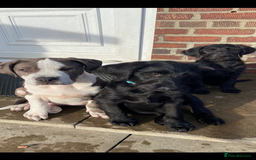 Labradoodle dogs for sale: F1 labradoodles  - Image 21