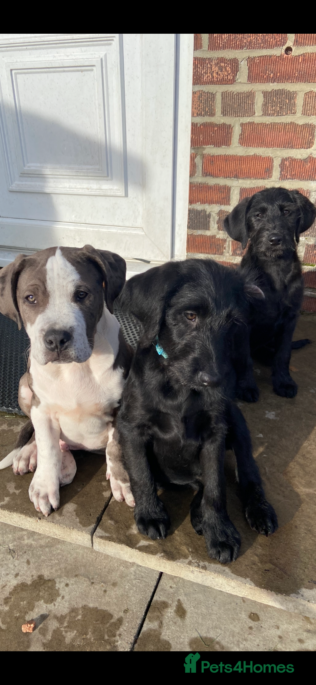 Labradoodle dogs for sale: F1 labradoodles  - Image 21