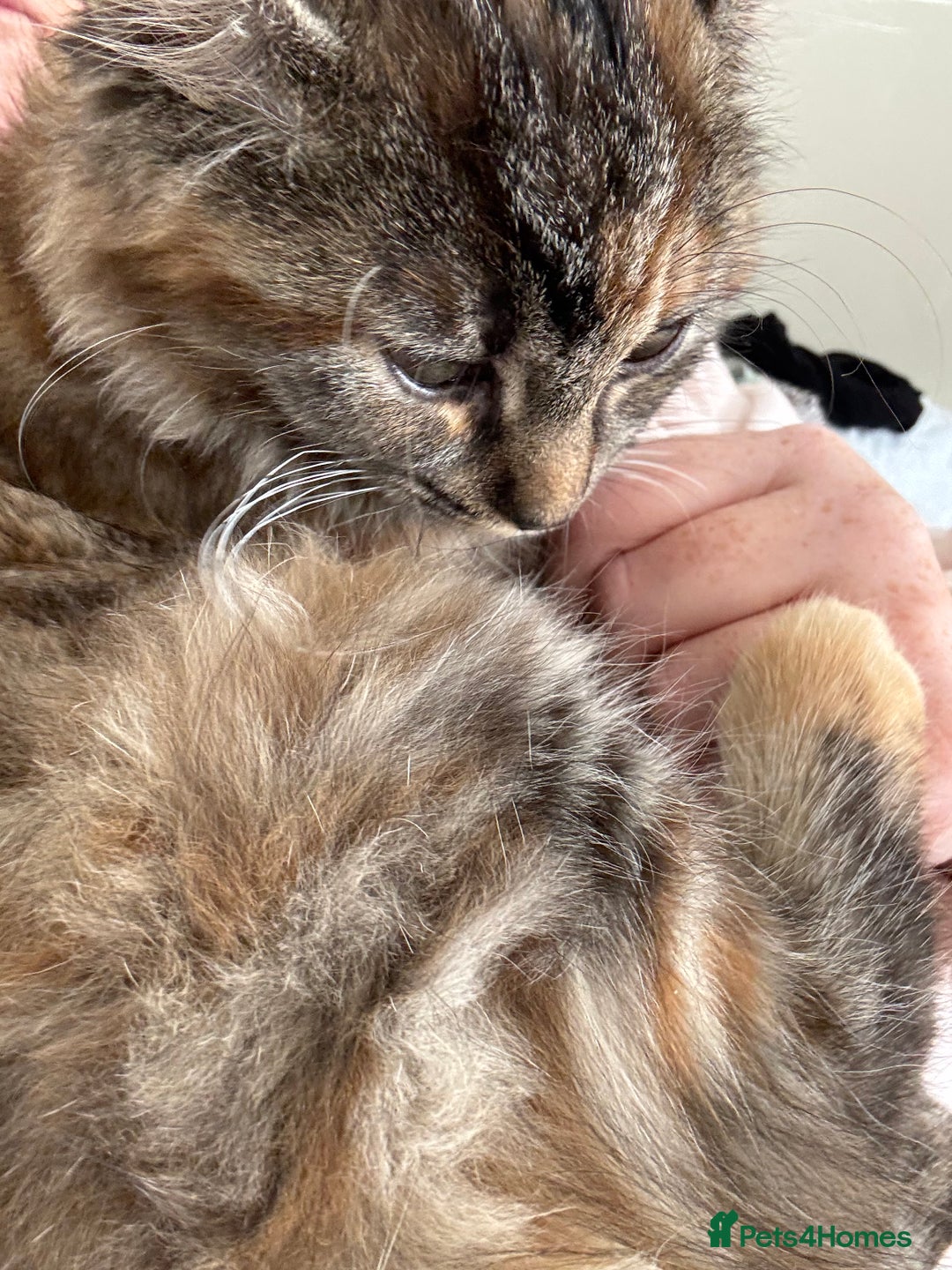 Persian cats for sale: Beautiful Persian x long haired kitten  - Image 12