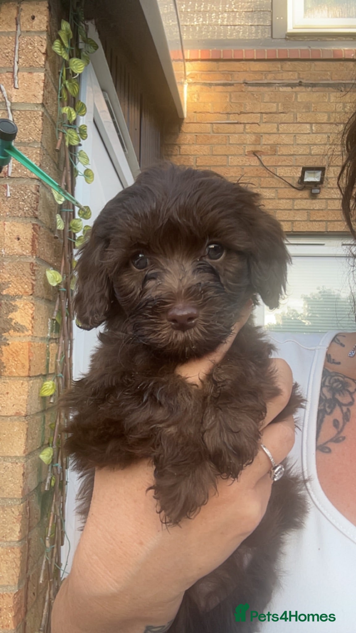Cavapoo dogs for sale: Beautiful F1B Cavapoo Puppies- 3 GIRLS READY NOW - Advert 1