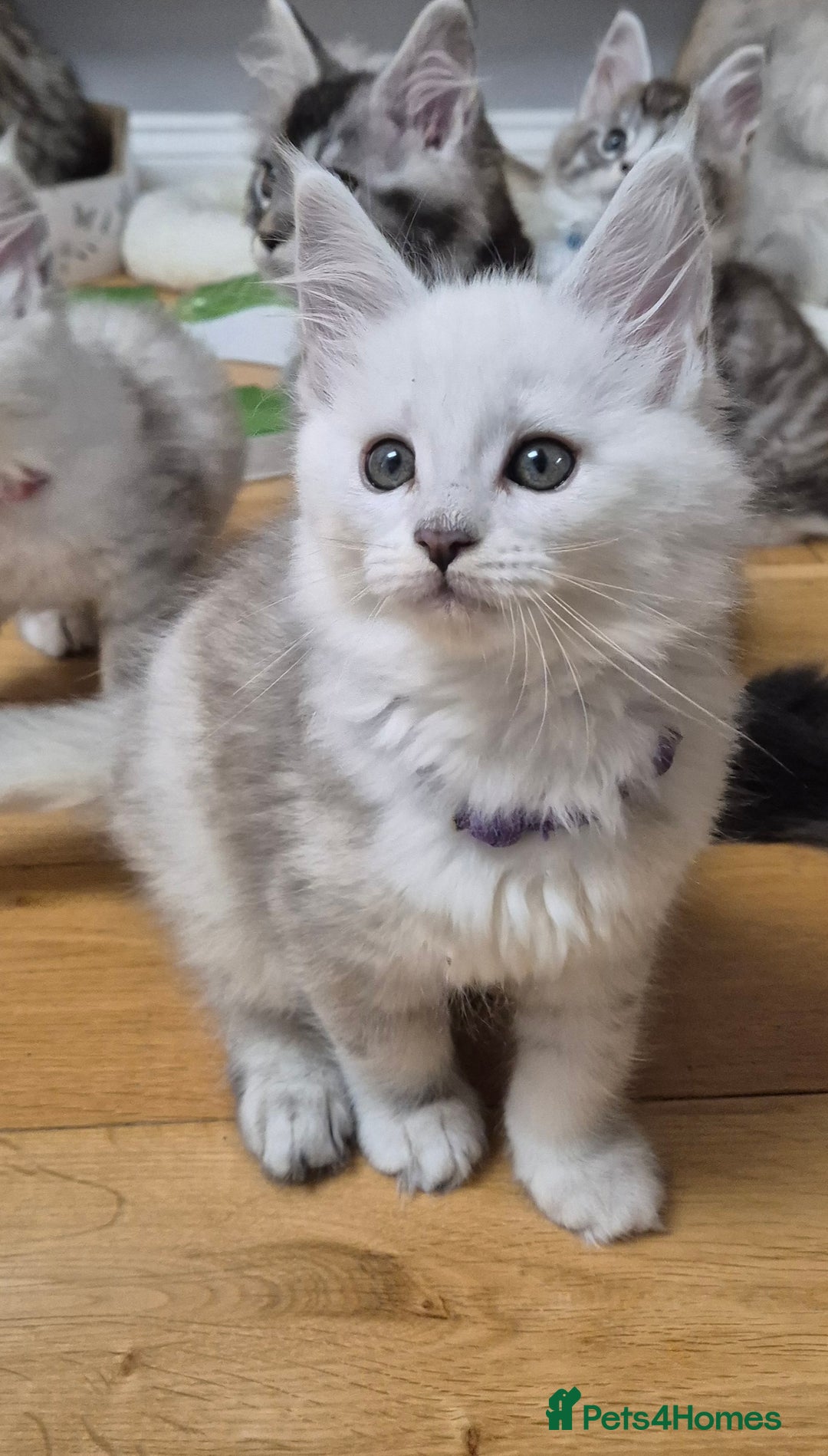 Maine Coon cats for sale: GCCF Pedigree Maine Coon Shaded Kittens - Advert 8