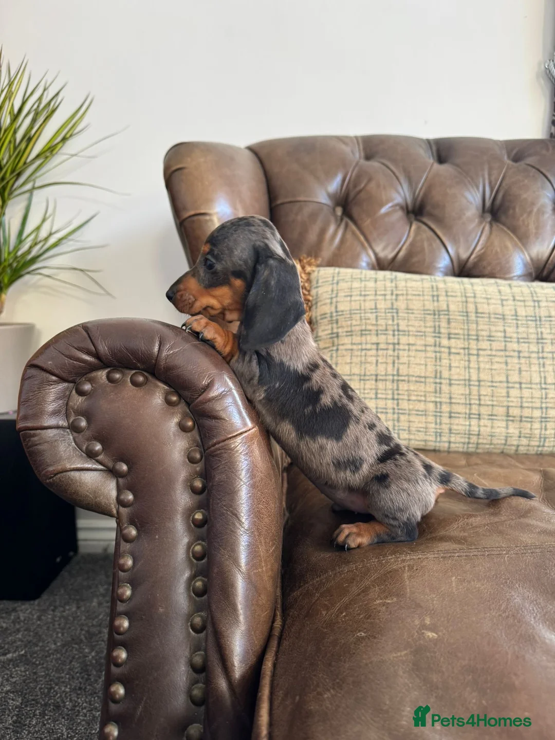 Miniature Dachshund dogs for sale: Miniature Dachshund Puppies  - Advert 2
