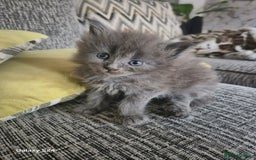 Maine Coon cats for sale: Gorgeous half  maincoon and ragdoll kittens  - Image 8
