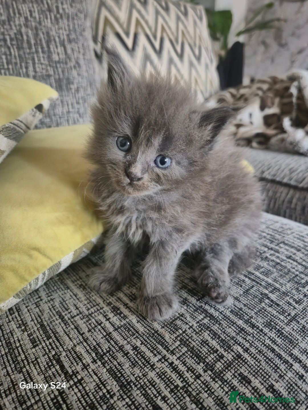 Maine Coon cats for sale: Gorgeous half  maincoon and ragdoll kittens  - Image 8