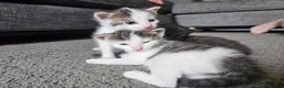 Mixed Breed cats for sale: 4 Gorgeous Kittens in Runcorn - Advert 19