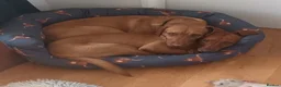Labrador Retriever dogs for sale: KC Reg Deep Fox Red Lab -low parental hip score - Advert 5