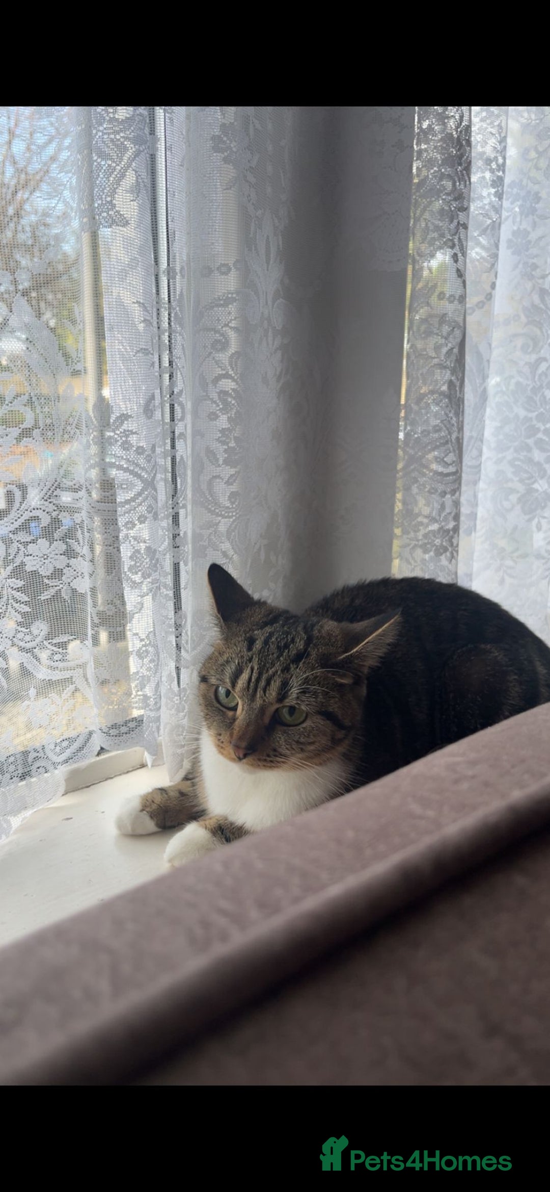 Mixed Breed cats for sale: Female tabby X American shorthair  - Advert 2